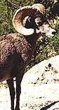 rocky mountain bighorn sheep