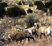 southwest new mexico cabin rental