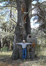 1000 year old juniper tree