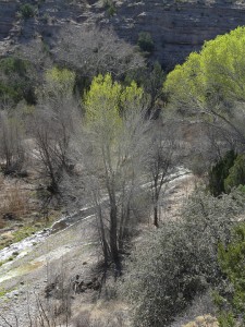 Spring cottonwoods