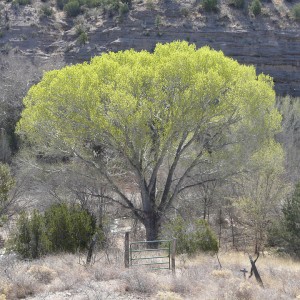 Freemont's Cottonwood