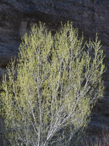 spring cottonwood leafing out