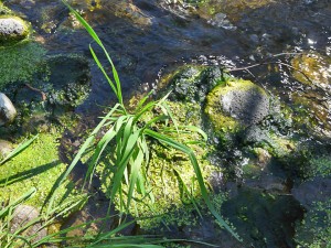 native grass along Bear Creek