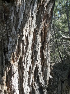 Freemont's Cottonwood bark