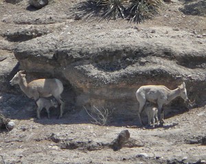 Bighorn Ewes and Lambs