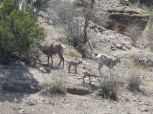 Bighorn Sheep and their Lambs