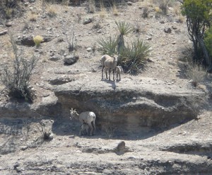 Bighorn Lambs and their Mommas