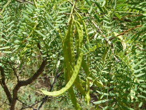 Mesquite beans