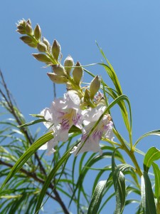 desert willow blossom