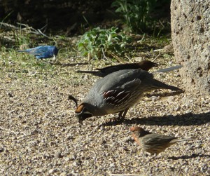 Indigo Bunting, Cowbird, Gambel's Quail, House Finch