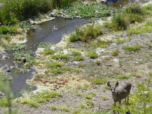 mule deer