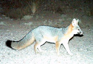 gray fox