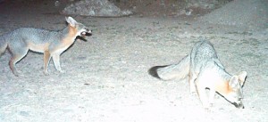 gray foxes