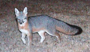 gray fox