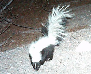 Striped Skunk