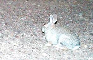 desert cottontail