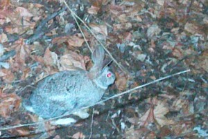 Desert Cottontail