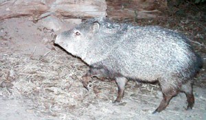 collard peccary or javelina