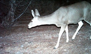 Desert Mule Deer