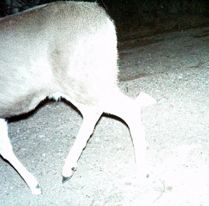 desert mule deer