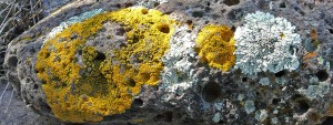 foliose lichens