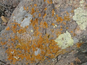 crustose lichens