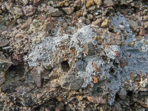 crustose lichen