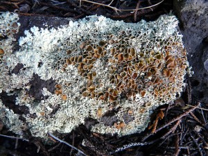 foliose lichen