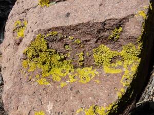 crustose lichen