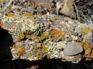 crustose lichens