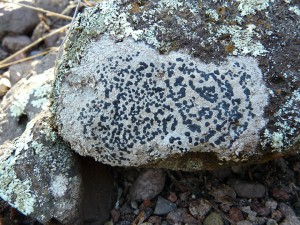 crustose lichens