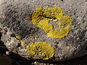 crustose lichens