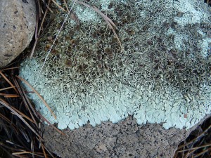 foliose lichen closeup