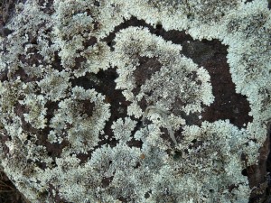 foliose lichen