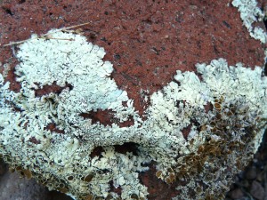 foliose lichen