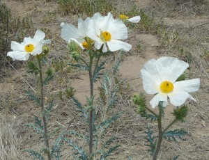 Prickly Poppies in New Mexico