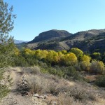 fall color near Silver City, New Mexico