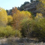 fall color in southwest New Mexico