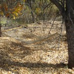 fall color near Silver City, New Mexico