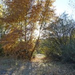 fall color along bear creek