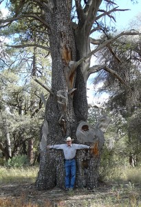 Alligator Juniper