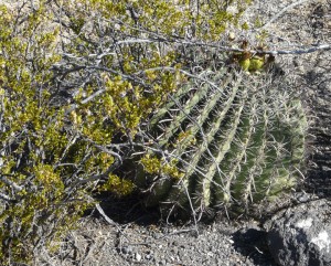 desert plants