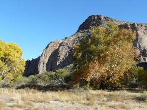 Ancient sycamore and cottonwoods