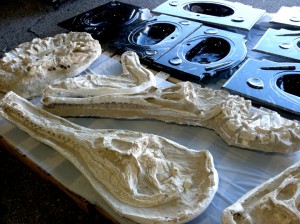 Fossil crocodile skull