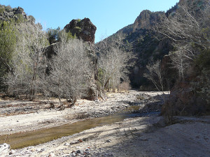 Sycamores and towering volcanic cliffs just downstream from confluence of Little Dry Creek and Big Dry Creek