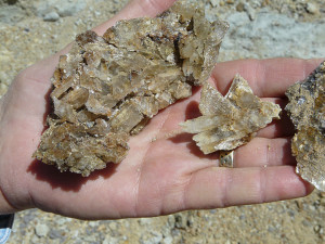 Selenite crystals from fracture zone in andesite flow.