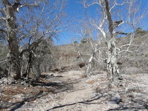 Gnarled sycamores lining Little Dry Creek