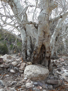 Ancient sycamore in the process of digesting welded tuff boulder that attacked it ...