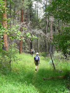 Hiking up mountain creek on September 6, 2013, the trail passes through fire-scorched ponderosa pine trunks from spotting ground fire set by wind-carried embers from Whitewater-Baldy fire.