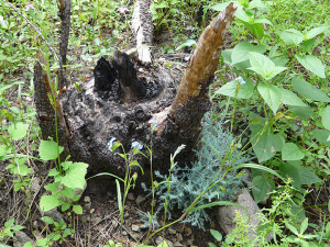 Alligator Juniper seedling growing at base of stump of juniper tree burned by Whitewater-Baldy Fire one year later, on September 6, 2013.